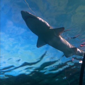 Meet your Posher, Celina